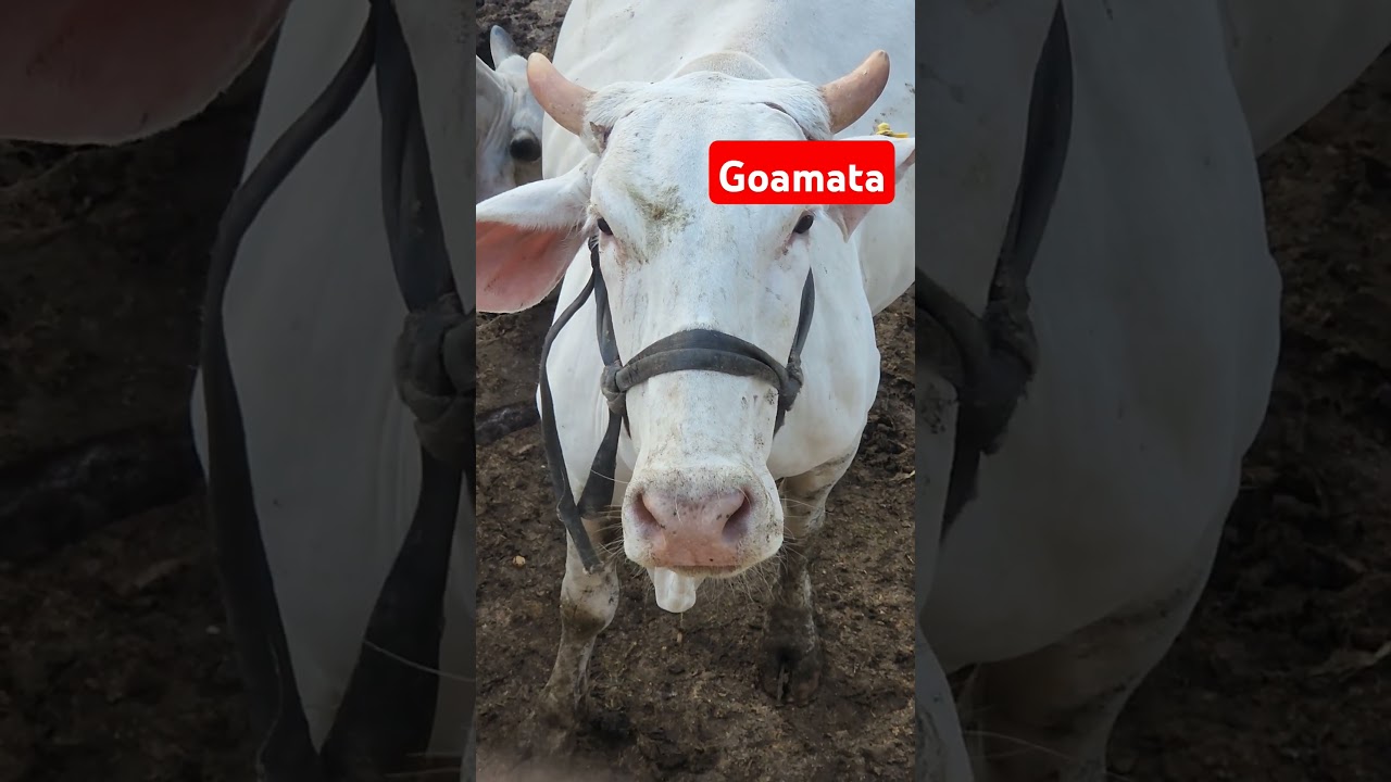 #animals #gaukatha #cow #gaay #love #gausevakachamatkar #gaushala #animallover #gauseva #farming