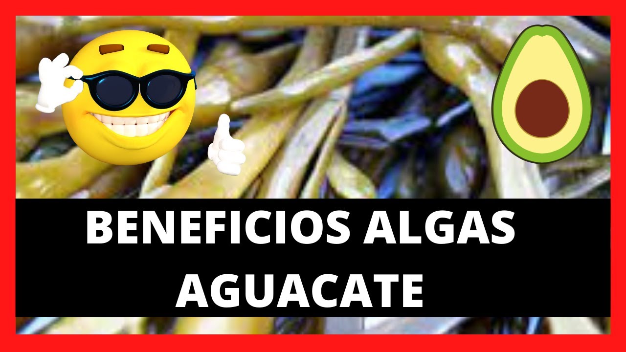 BENEFICIOS De Los Extractos De ALGAS Marinas En Las PLANTAS De AGUACATE 🥑