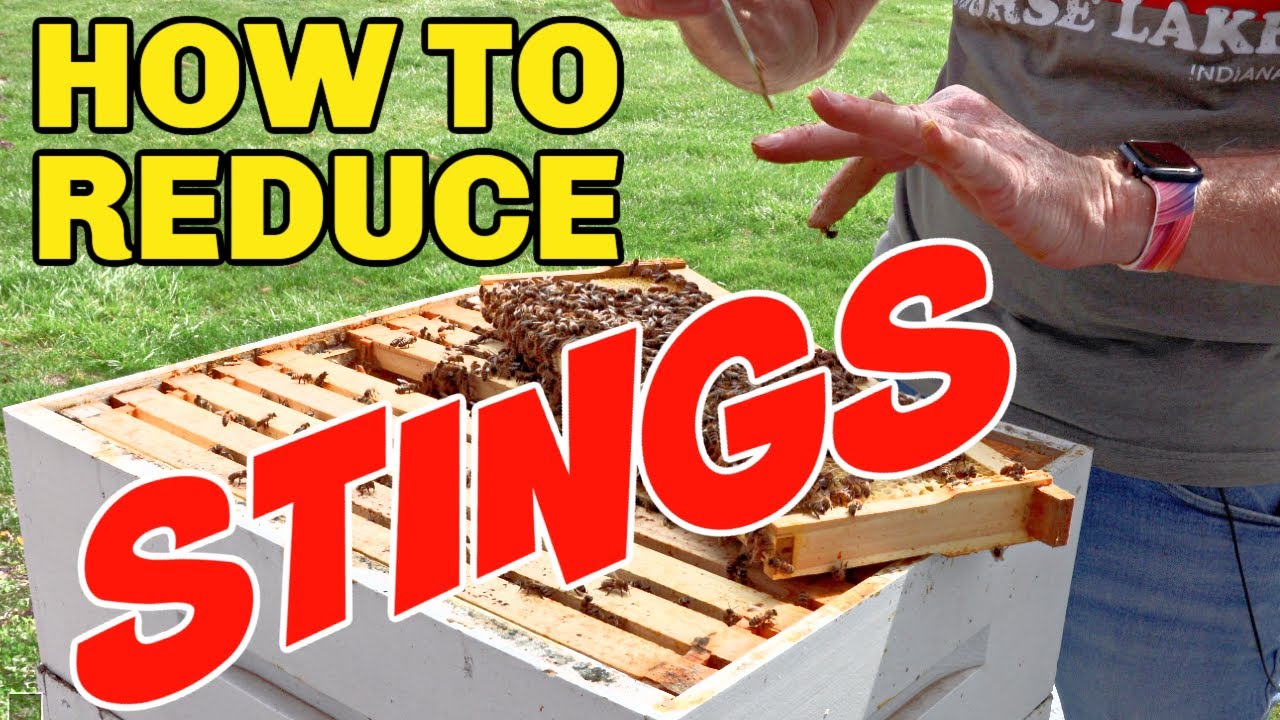 Beekeeping: How To Reduce Your Chances Of Being Stung!