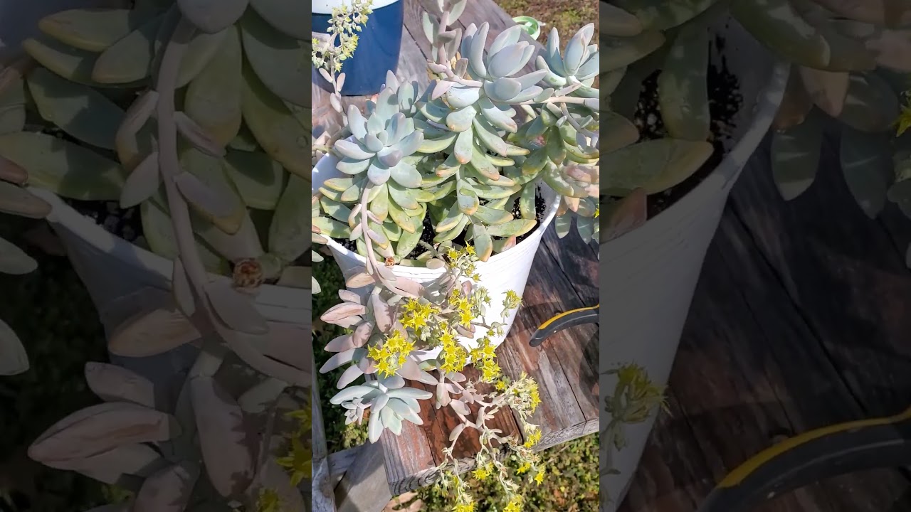 GRAPTOSEDUM BLUE GIANT (GIGANTE AZUL) #flower #suculentas