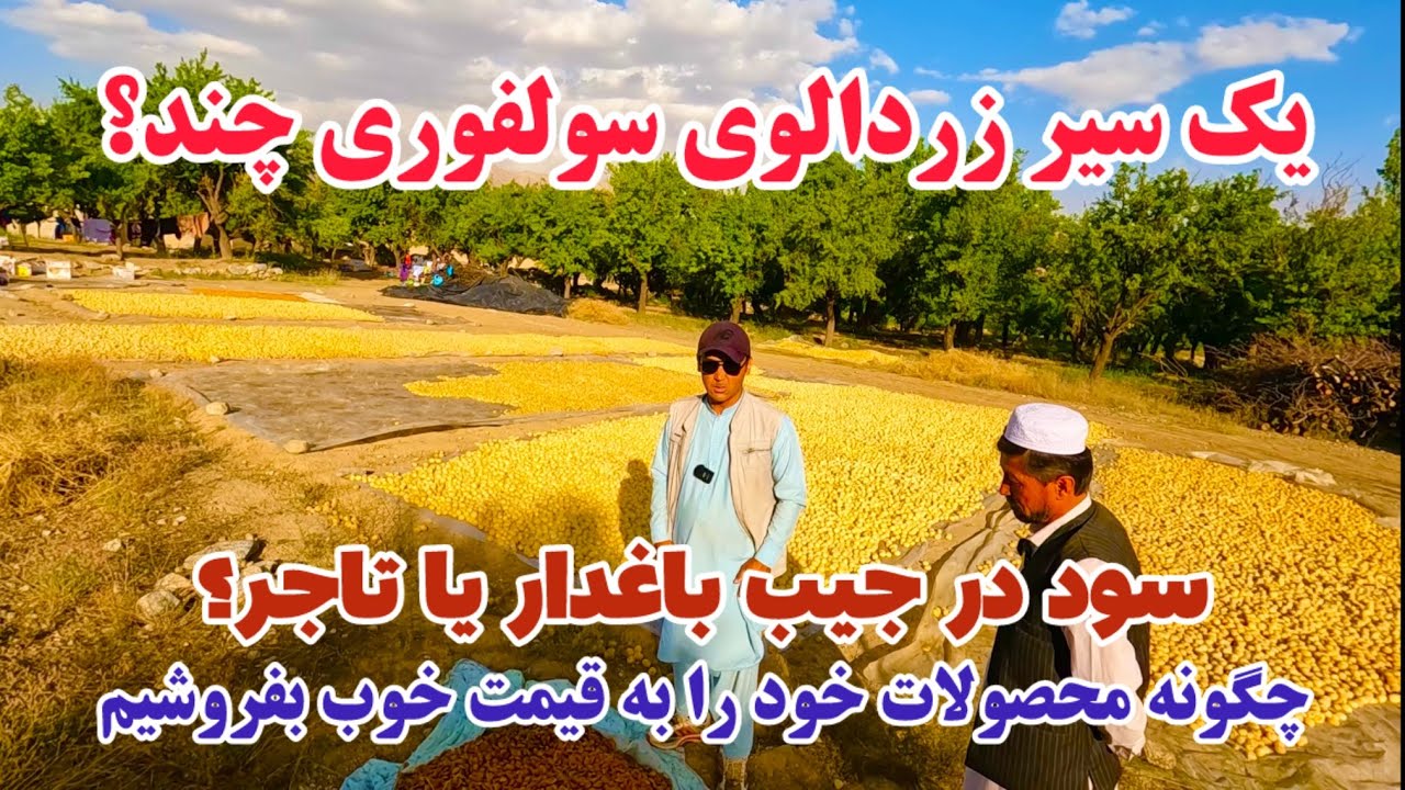 زردالو نگو طلا بگو!😍🙏نرخ زردالوی اصلاح شده در جاغوری چند؟