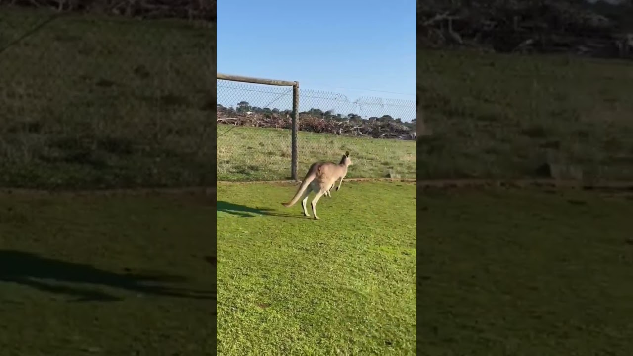 Baby Kangaroo in Pouch #cute #cutebaby #kangaroo  #animals #beautiful #australiananimals