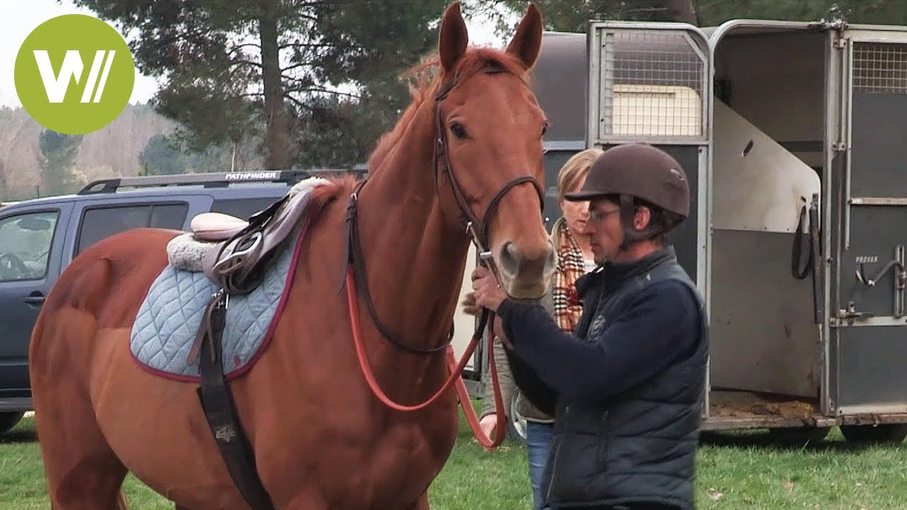 Feu Croisé - L'histoire atypique du cheval de course anglo-arabe
