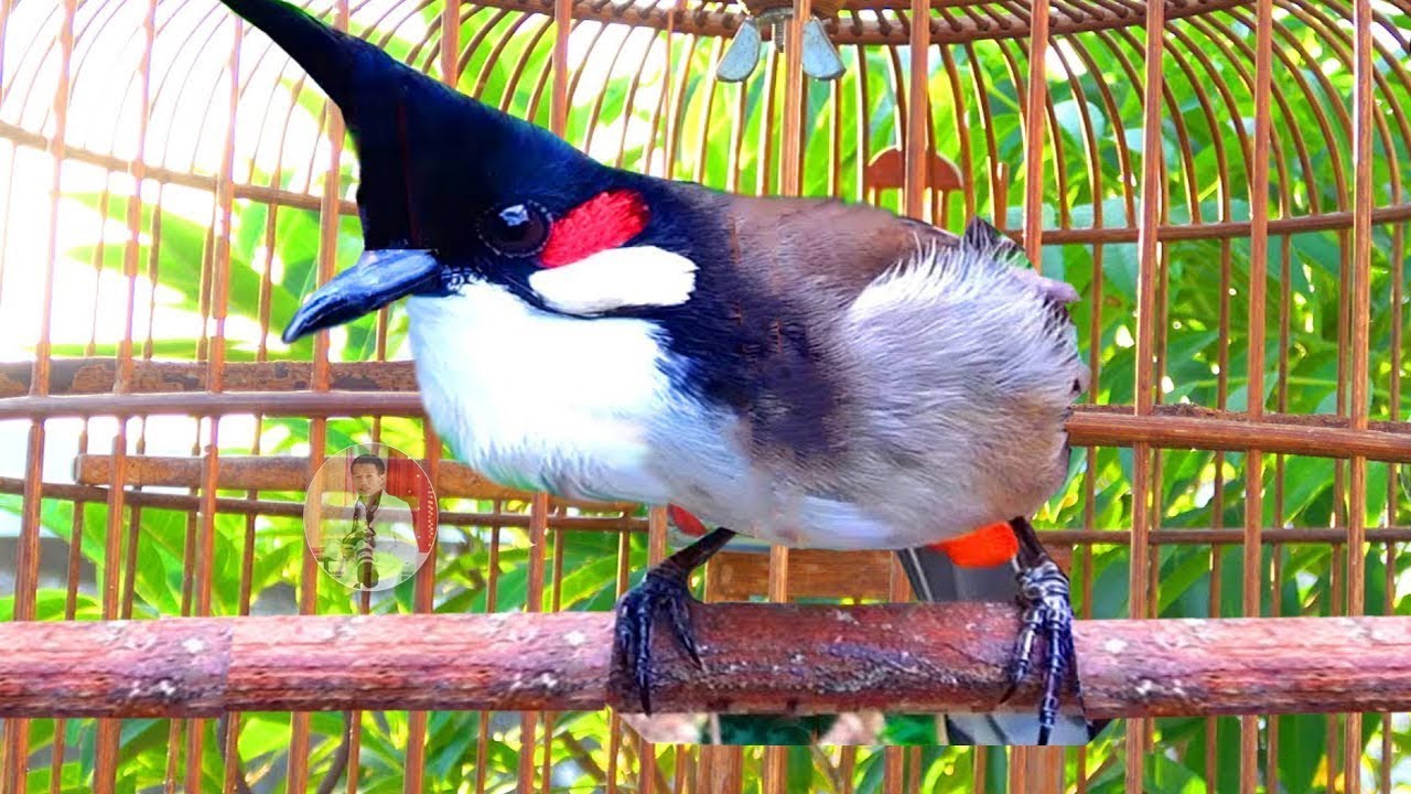 Thailand bird - เสียงนกกรงหัวจุก สำหรับต่อ หรือ เปิดให้นกคึก เสียงเพราะๆ -  #เจ้าคิง #นกกรงหัวจุก