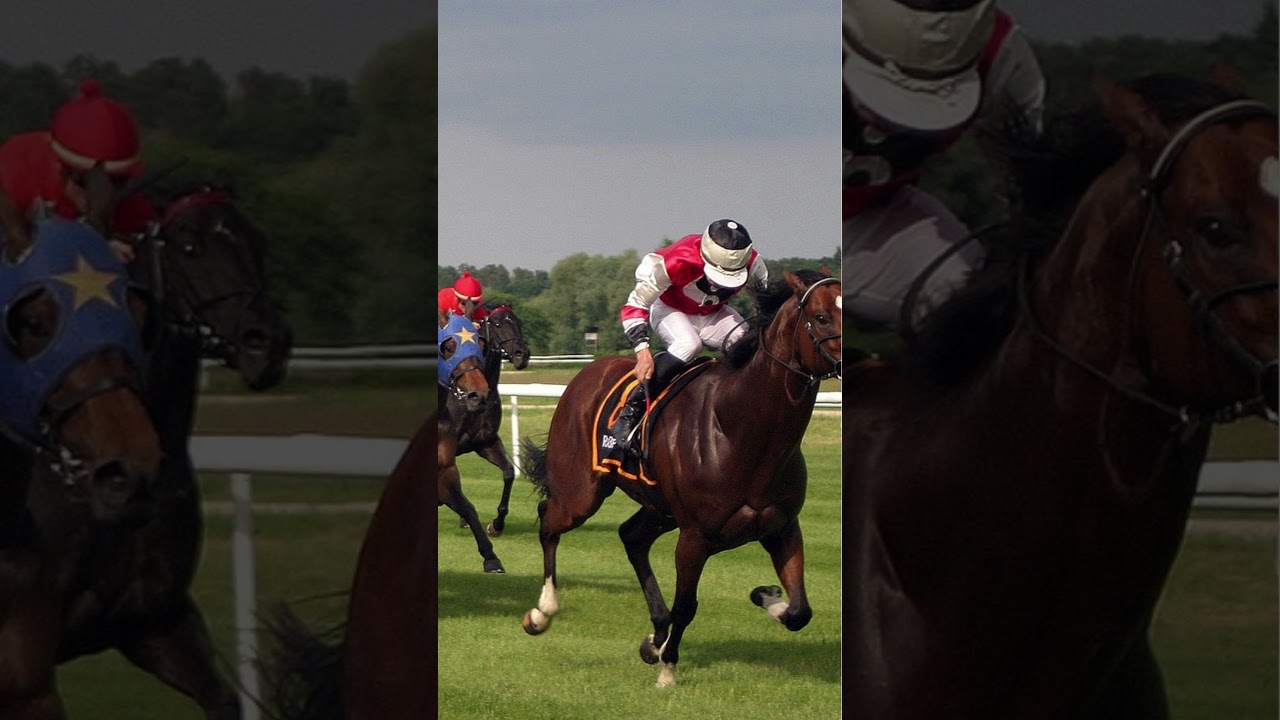 Free hore racing tips #betsmart #bettingadvice #bettingstrategy