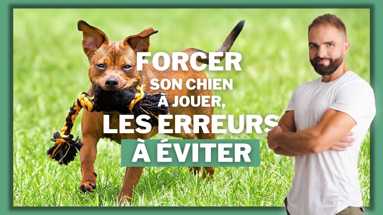 Forcer son chien &agrave; jouer, les erreurs &agrave; &eacute;viter !