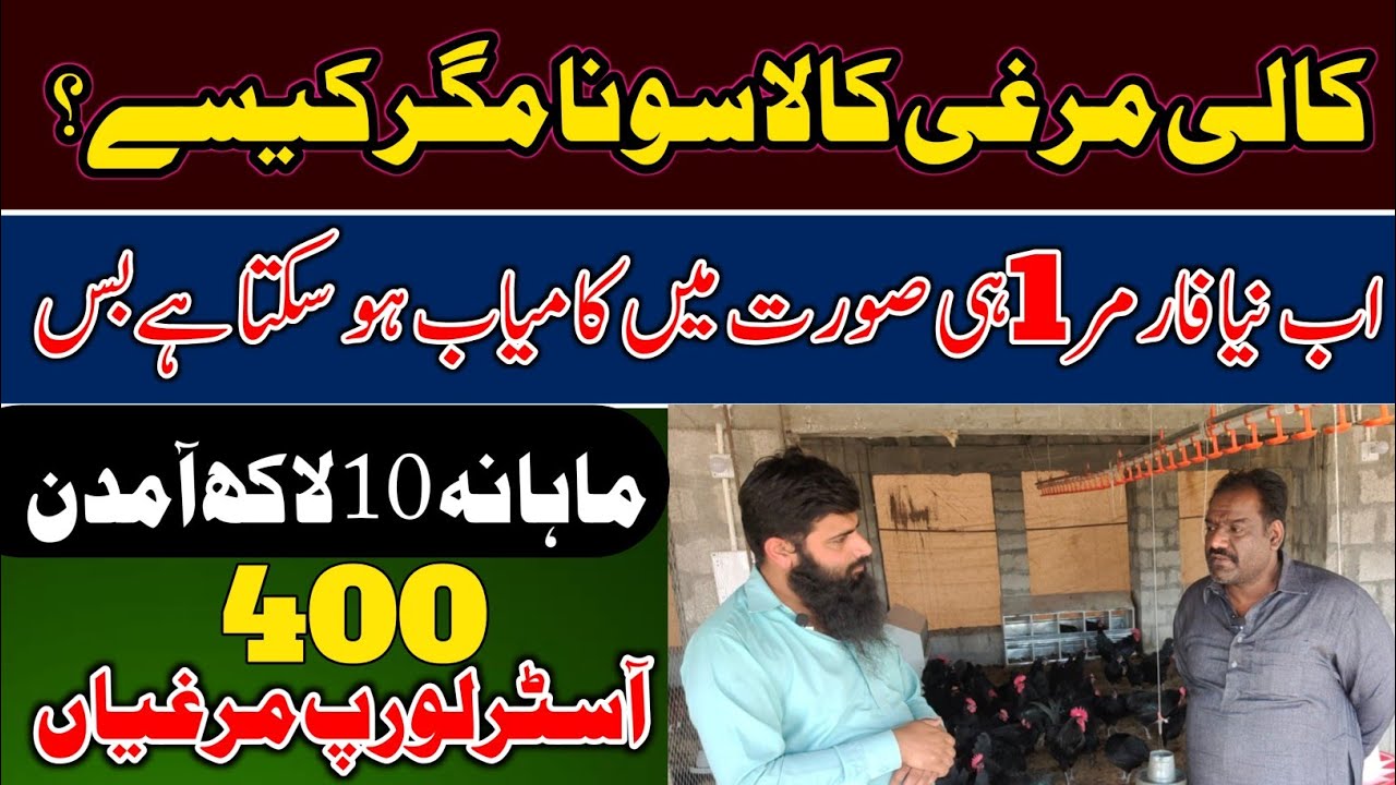 Black Australorp Hen farming Business Ideas in pakistan