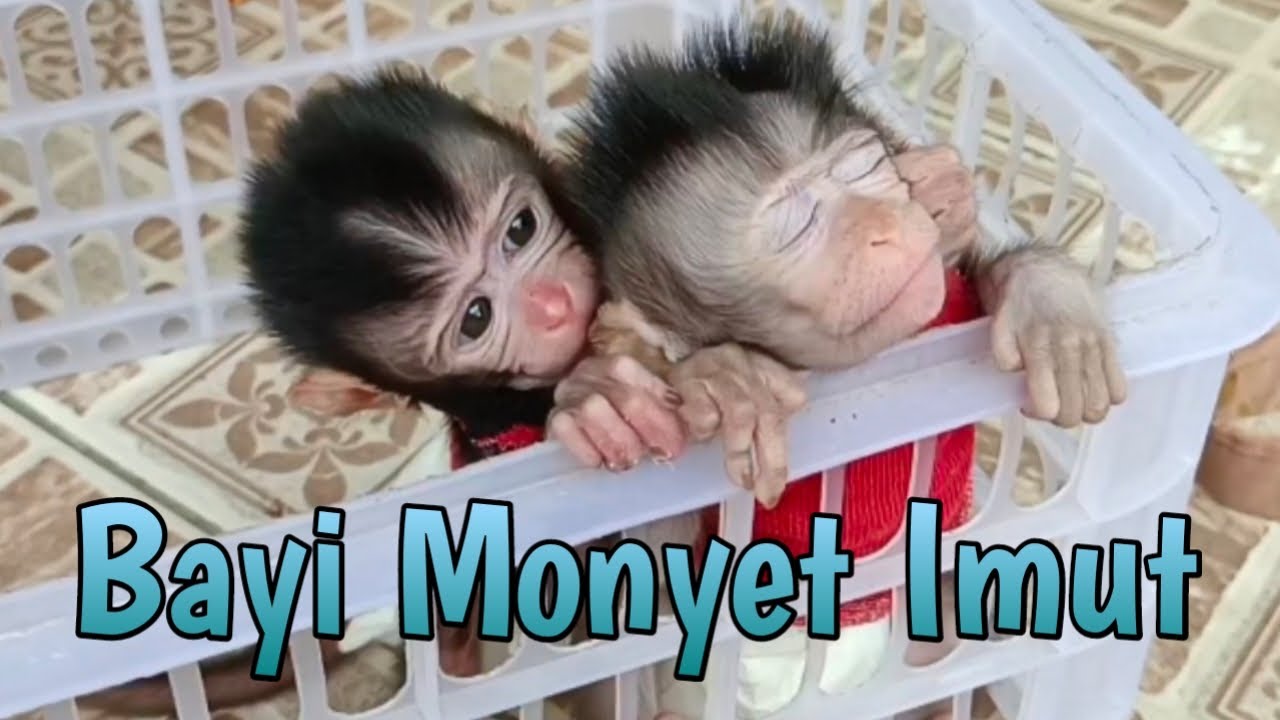 Bayi Monyet Imut