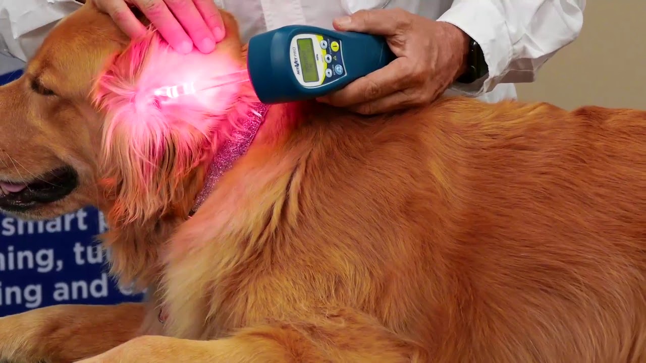 Protocolo de Terapia Láser:  Otitis e Infecciones de Oídos | ACTIVet PRO