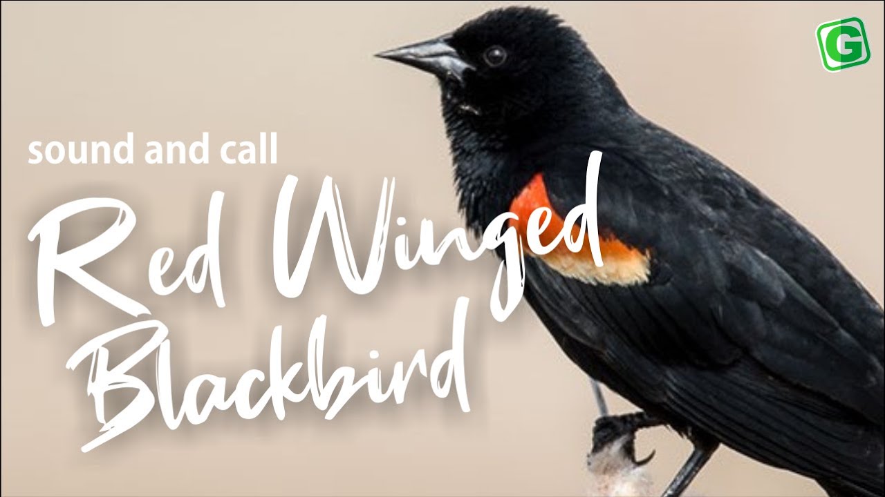 Red Winged Blackbird Call Sound And Song