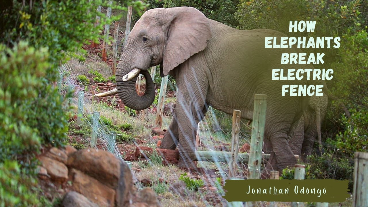 How Elephants Break Electric Fence