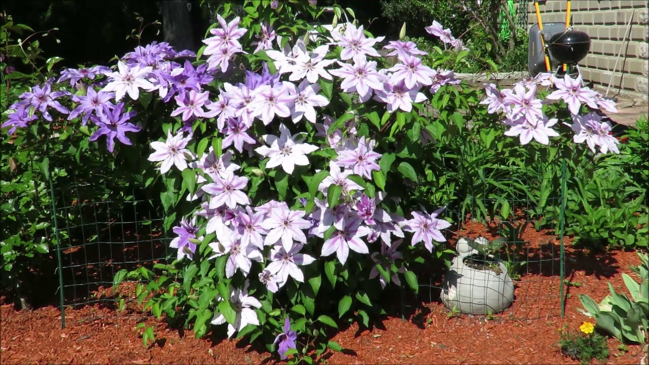 Type 2 Clematis Vine Blossoms