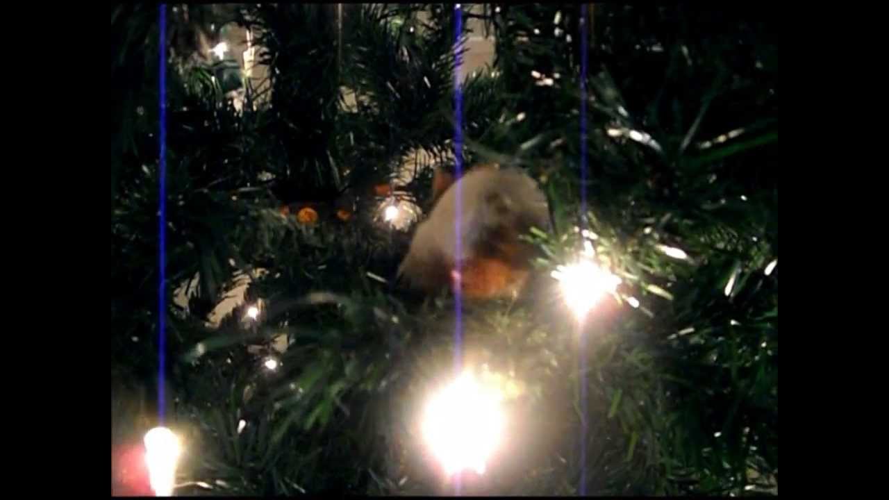 Hamster looking for her christmas presents