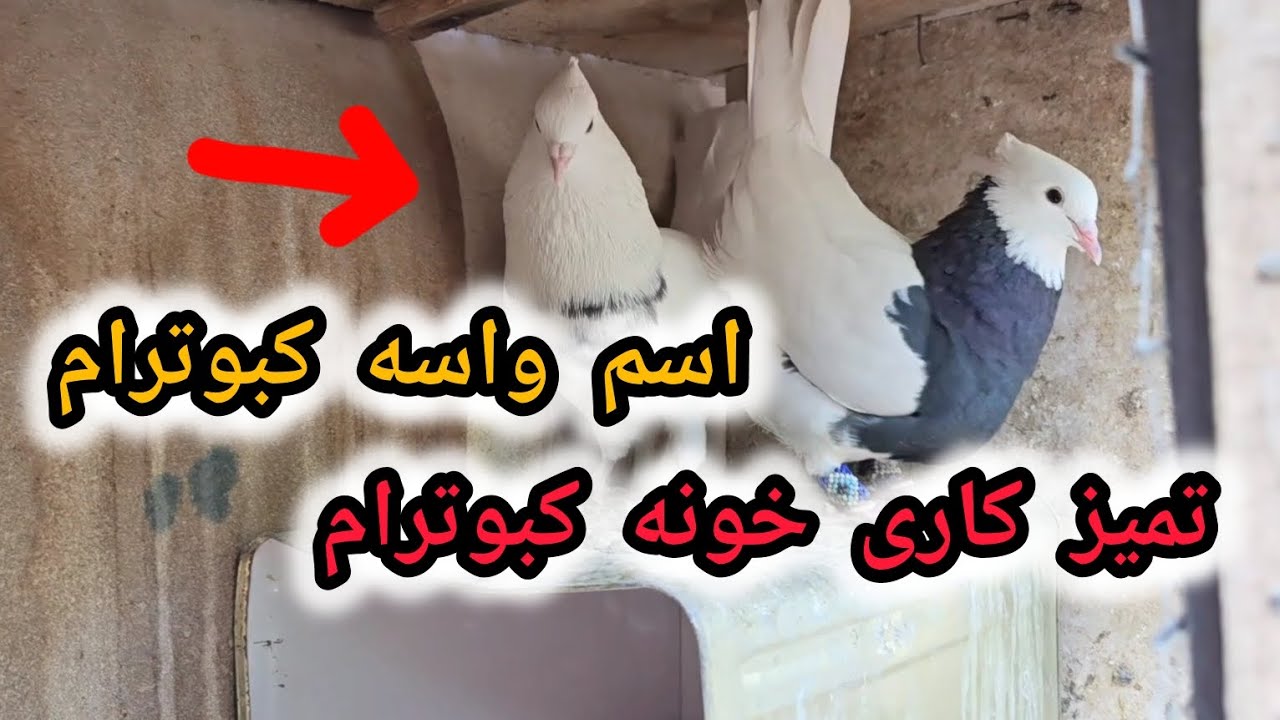 تمیز کاری گنجه کبوترام میخوام واسه کبوترام اسم بزارم