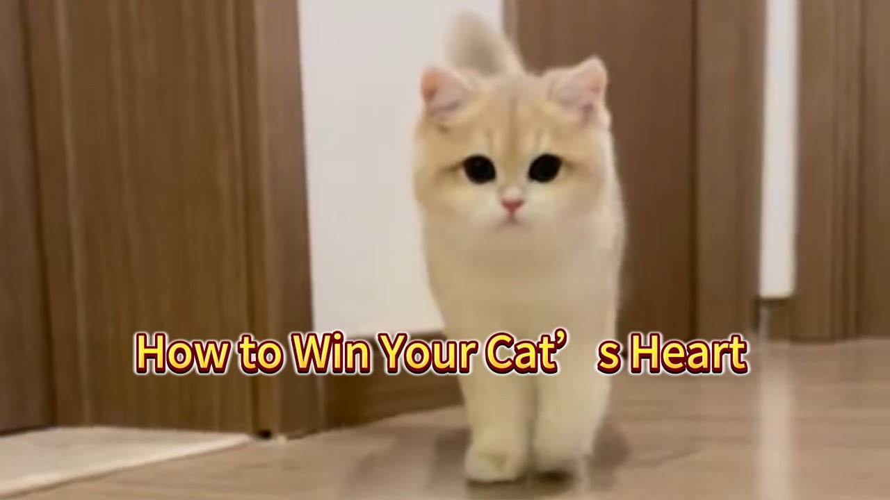 3 Emotionally Intelligent Ways to Build Trust With Your Cat #CatCare #CatBehavior #CatBonding 