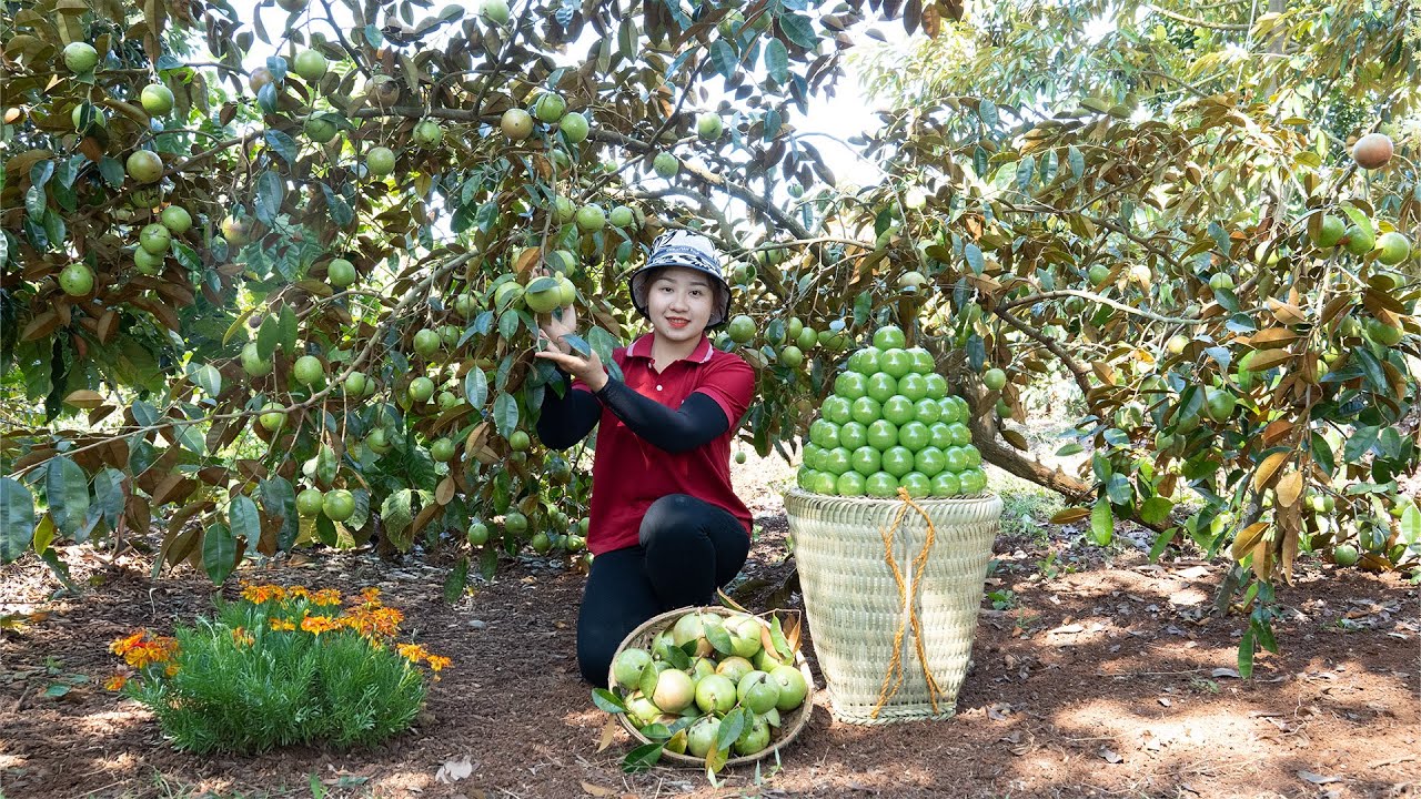 [TIMELAPSE] -- 365 Days Harvesting Many Star Apple ( Vú Sữa), Green Mango Go To Sell Hà Countryside