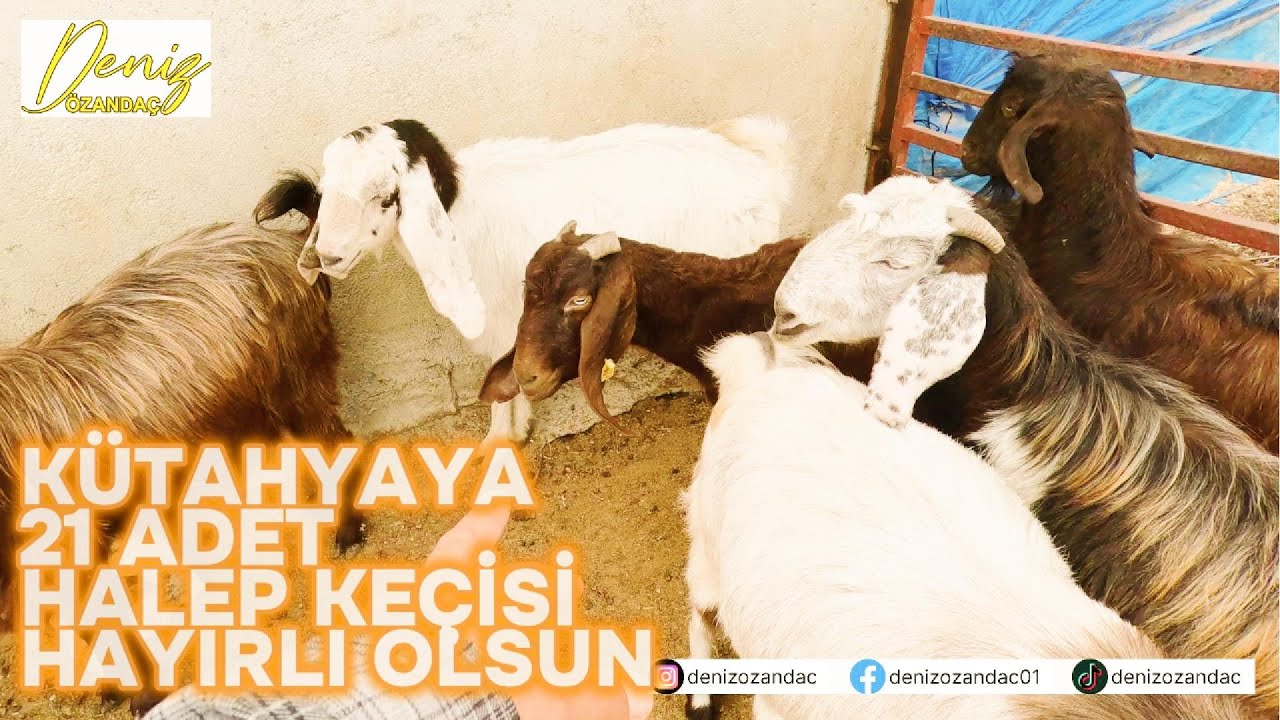 KÜTAHYA' YA 21 ADET HALEP KEÇİSİ HAYIRLI OLSUN#halepkeçisi #sütlükeçi#keçi #animals #kurbanlık