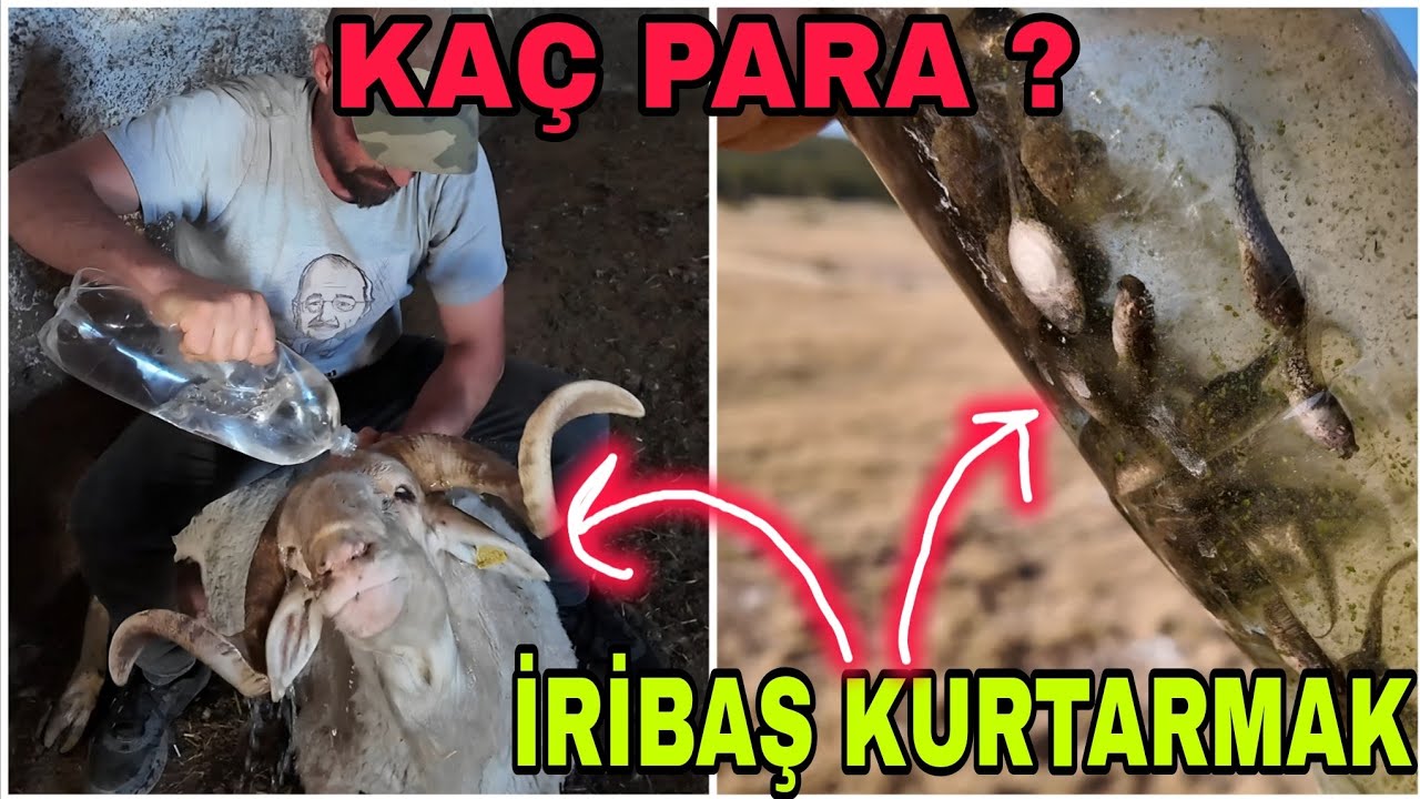 GÜNEŞ ÇARPMASI ! İRİ BAŞ KURTARMAK..TRAKTÖR KAÇ PARAYA TAMİR OLDU ?