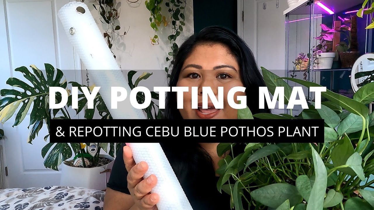 DIY POTTING MAT FOR INDOOR GARDENING AND REPOTTING CEBU BLUE POTHOS