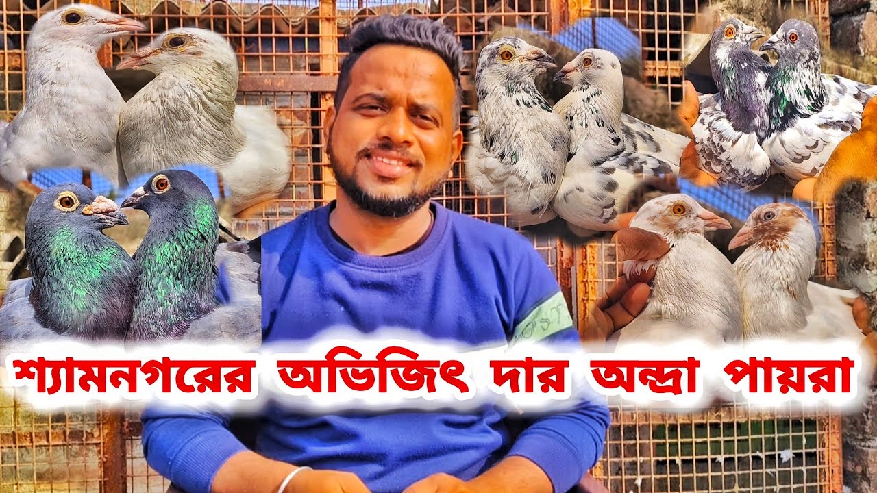 অভিজিৎ দার টুর্নামেন্টে খেলা পায়রা।অন্দ্রাপ্রদেশের আকাশের ঘরের অন্দ্রা পায়রা।@pigeonsloverrj9600