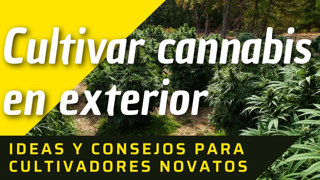 Consejos para Cultivar Cannabis en Exterior