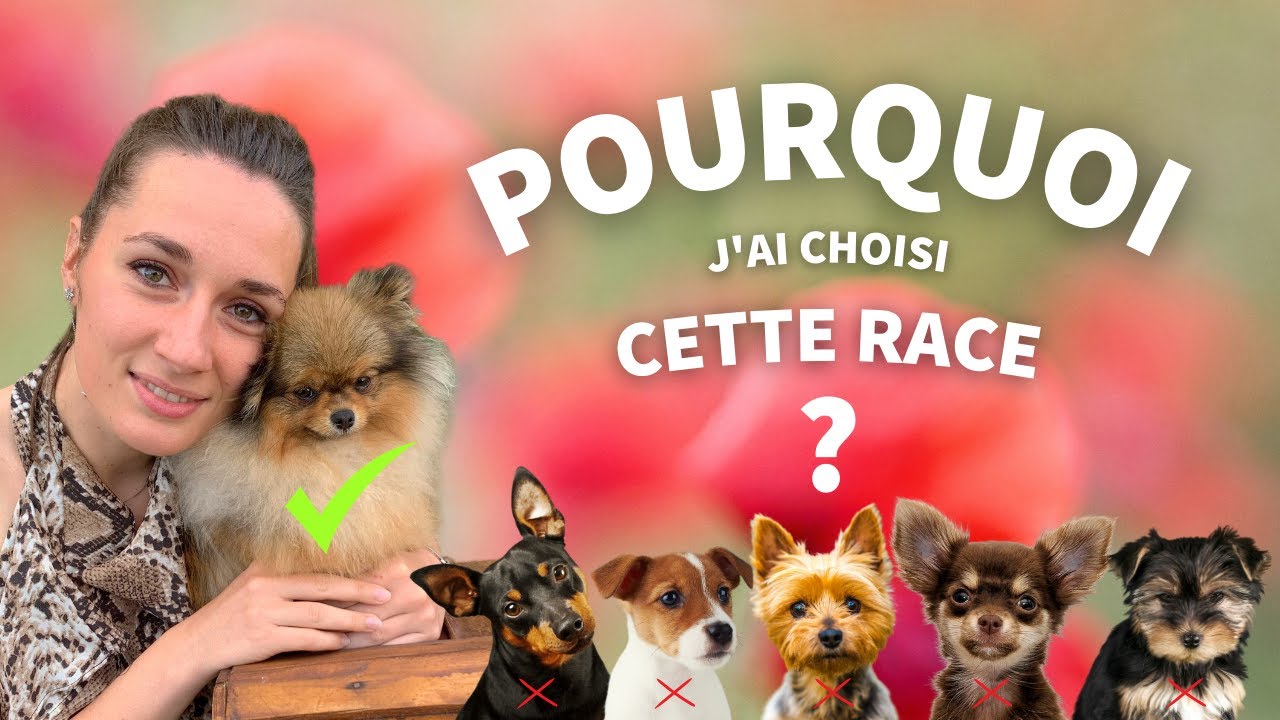🐶 Pourquoi choisir un Spitz Nain ? 🐾 : ✦ 100% #POMERANIAN #chihuahua #loulou de Pom&eacute;ranie
