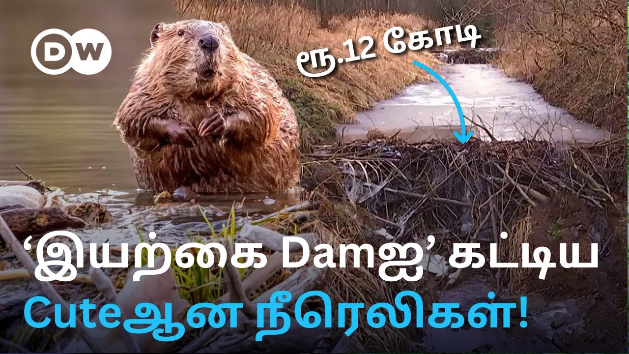 மனிதர்களுக்கு Dam கட்டி தந்த Beavers - Czechக்கு 12 கோடி ரூபாயை மிச்சம் செய்த Civil Engineers