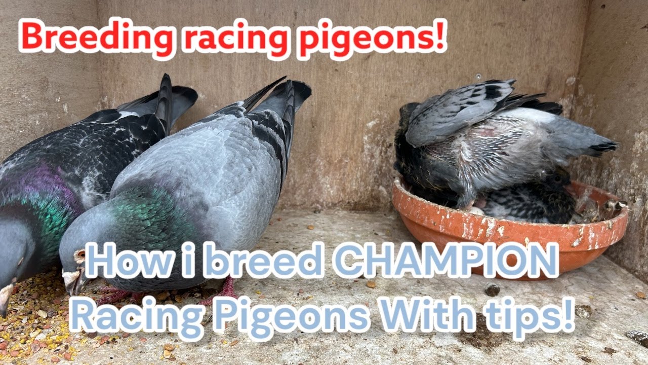How I Breed CHAMPION Racing Pigeons 🐦🔥, Must Know Tips!