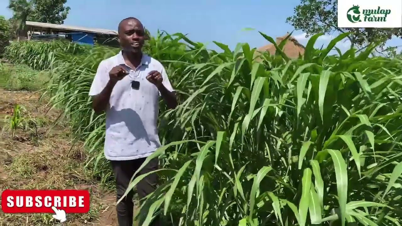 What they didn’t tell you about Super Napier Pakchong 1 grass|Detailed| Highest Yield Grass| 16-18%|