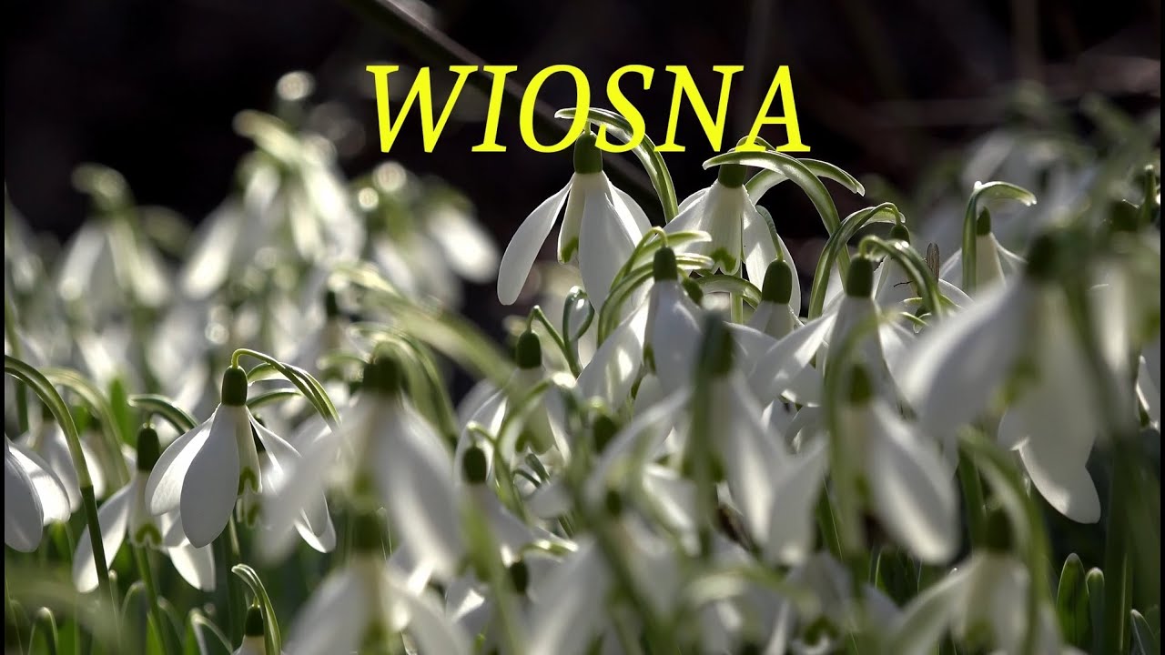 Wszystko kwitnie wkoło (Wiosna) - karaoke