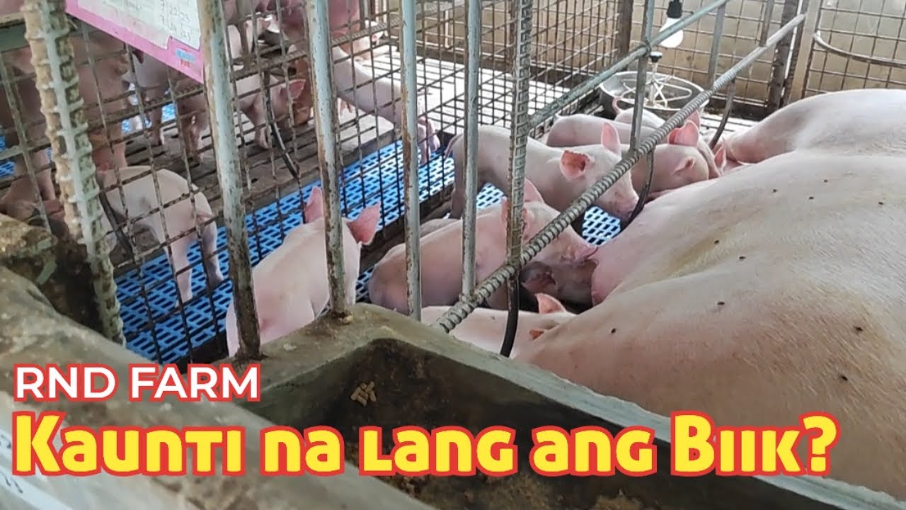 Mababang Produksyon ng Biik sa RND Farm | Low Littersize