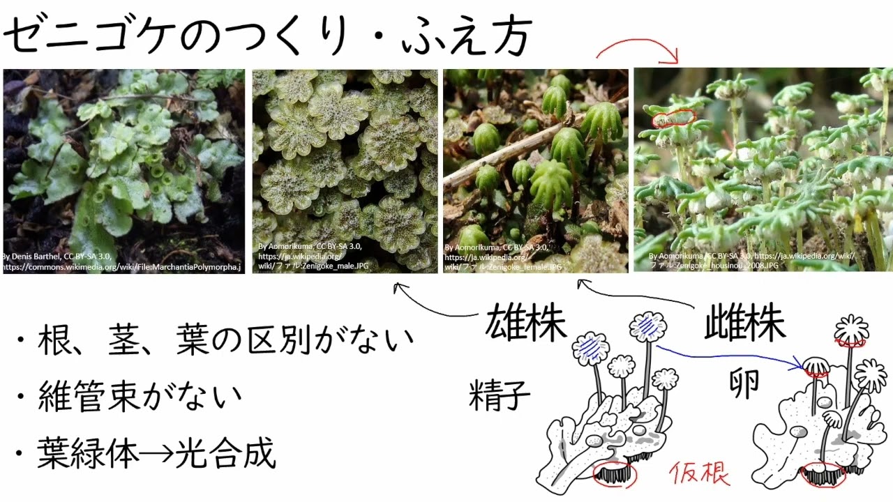種子をつくらない植物② コケ植物
