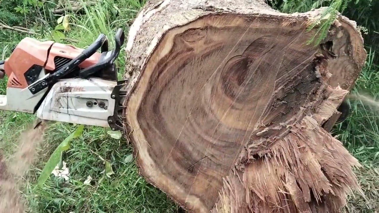 Borangan tebang kayu kering dipinggir rumah ‼️