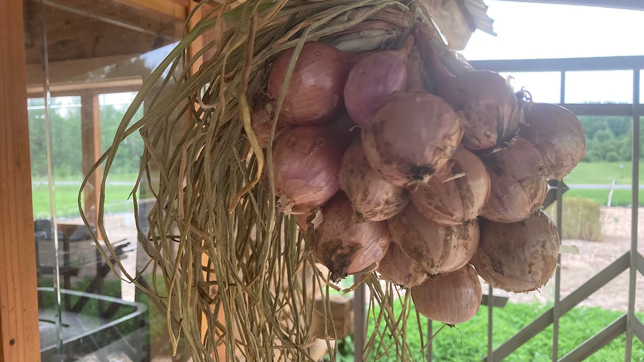 Drying Shallots
