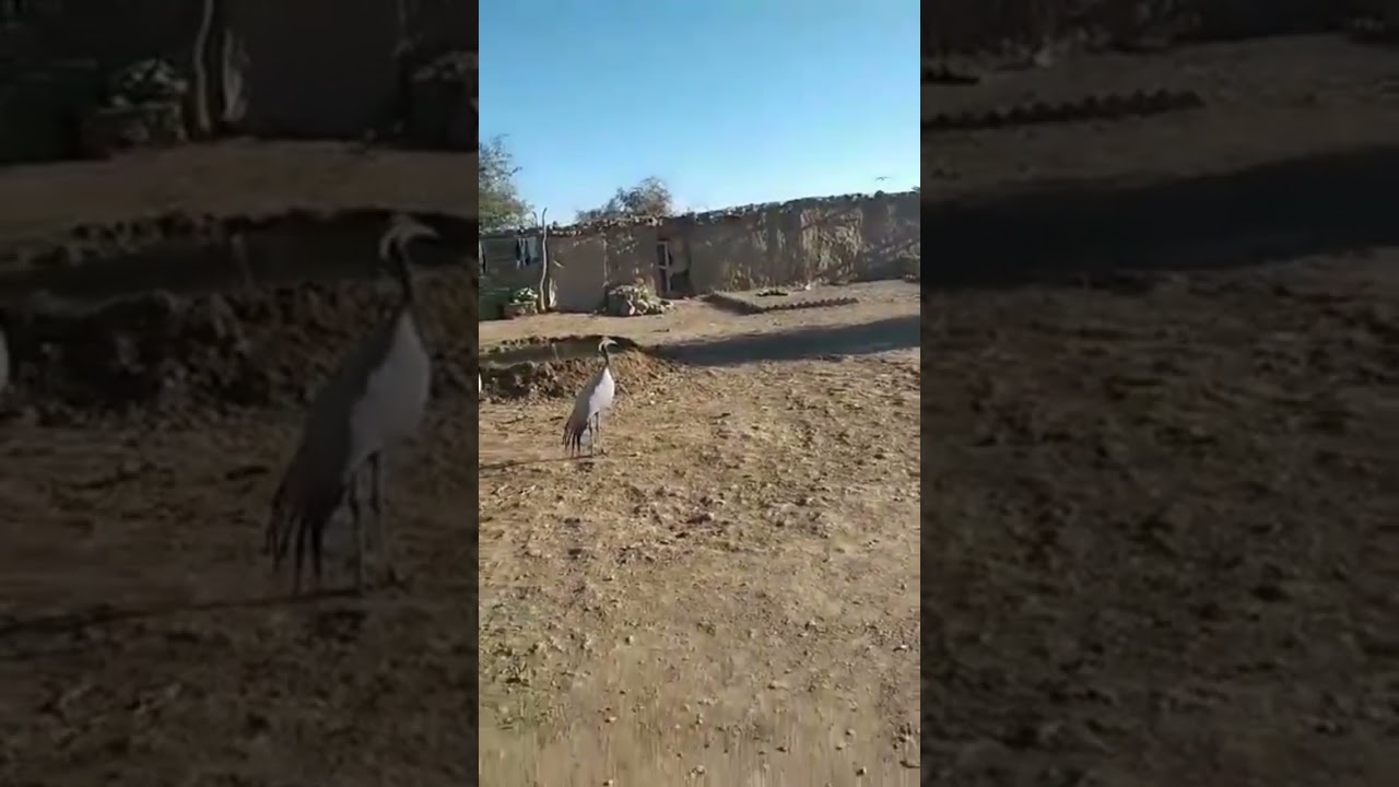 crane Quil hunting کورنج کی شکار #کونج#کرکرے#شکور#konj#local#CommonCraneBirds#CraneBirds#Cranes