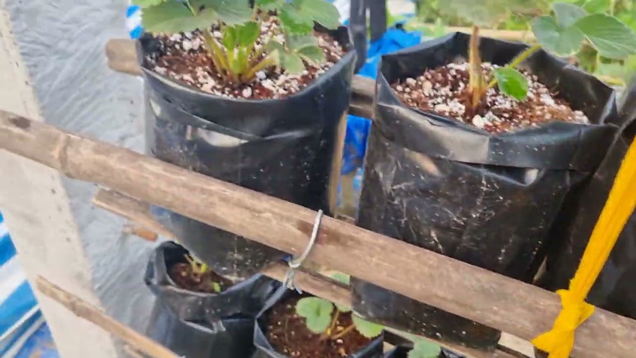 Iavs Aquaponics Setup, My farm update #farming #aquaponic #hydroponic #fishfarming