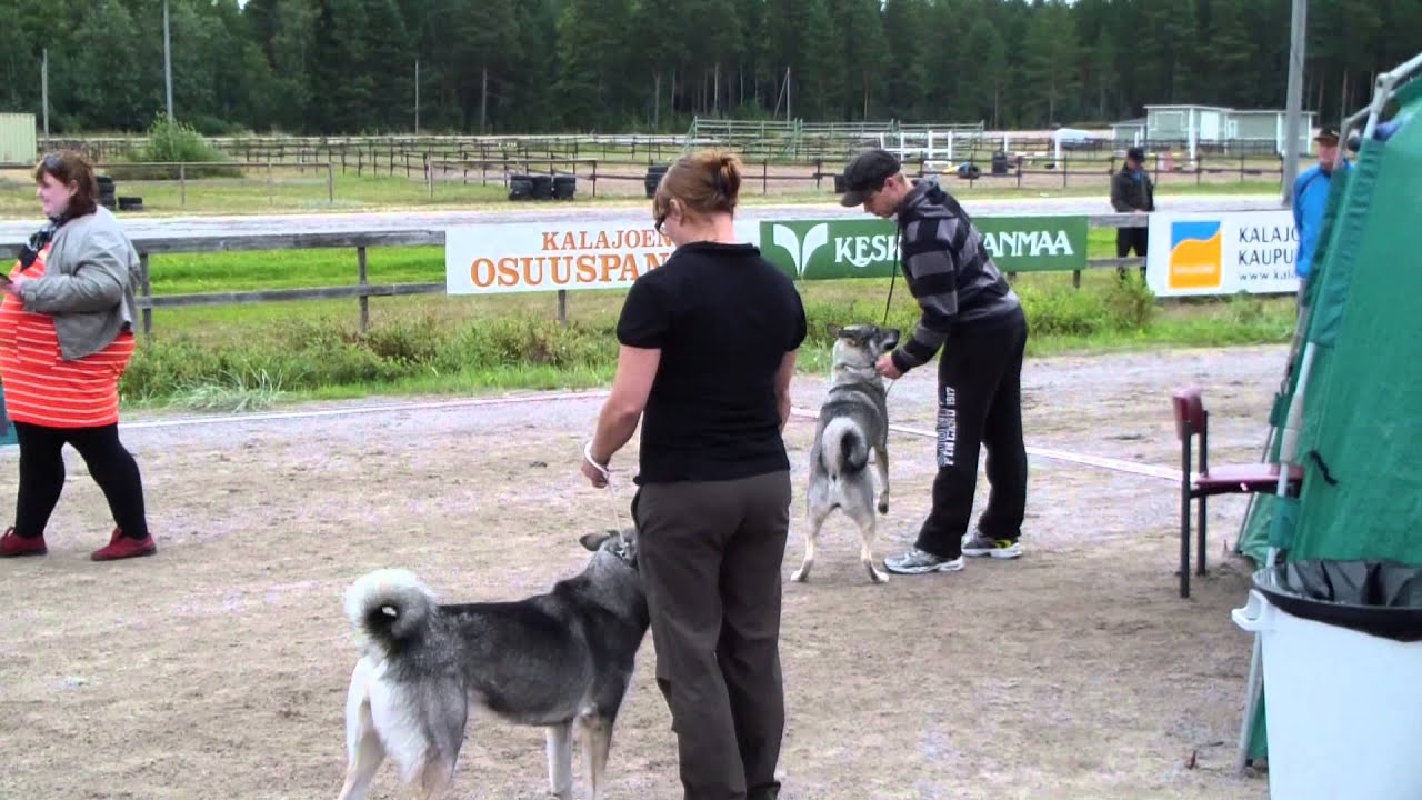 Jämtlanninpystykorva Asikkolahden Leija Kalajoen ryhmänäyttelyssä 17.8.2013
