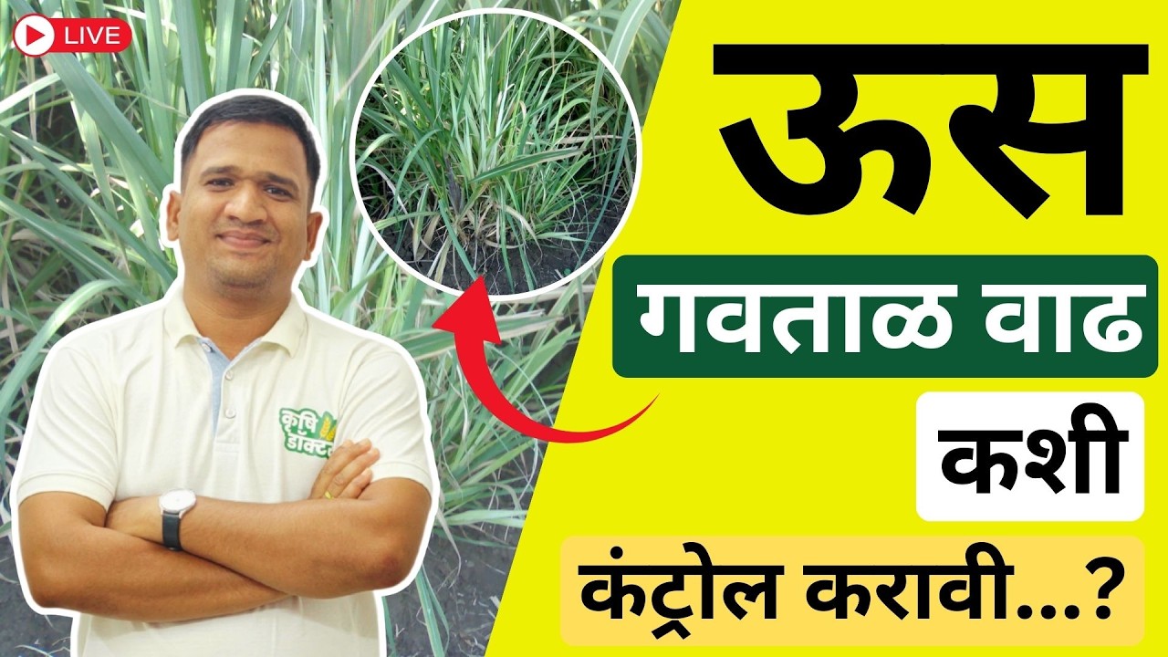 ऊस गवताळ वाढ रोग: कारणे आणि 100% नियंत्रण | Sugarcane Grassy Shoot Control | Krushi Doctor