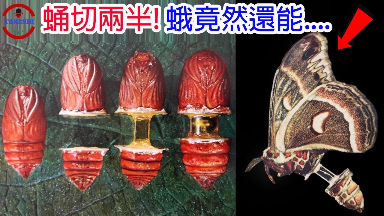 [生物放大鏡]上半身飛行下半身產卵的駭人昆蟲實驗 | 8隻蛹連接在一起的實驗 | 蛹裡綠汁的秘密