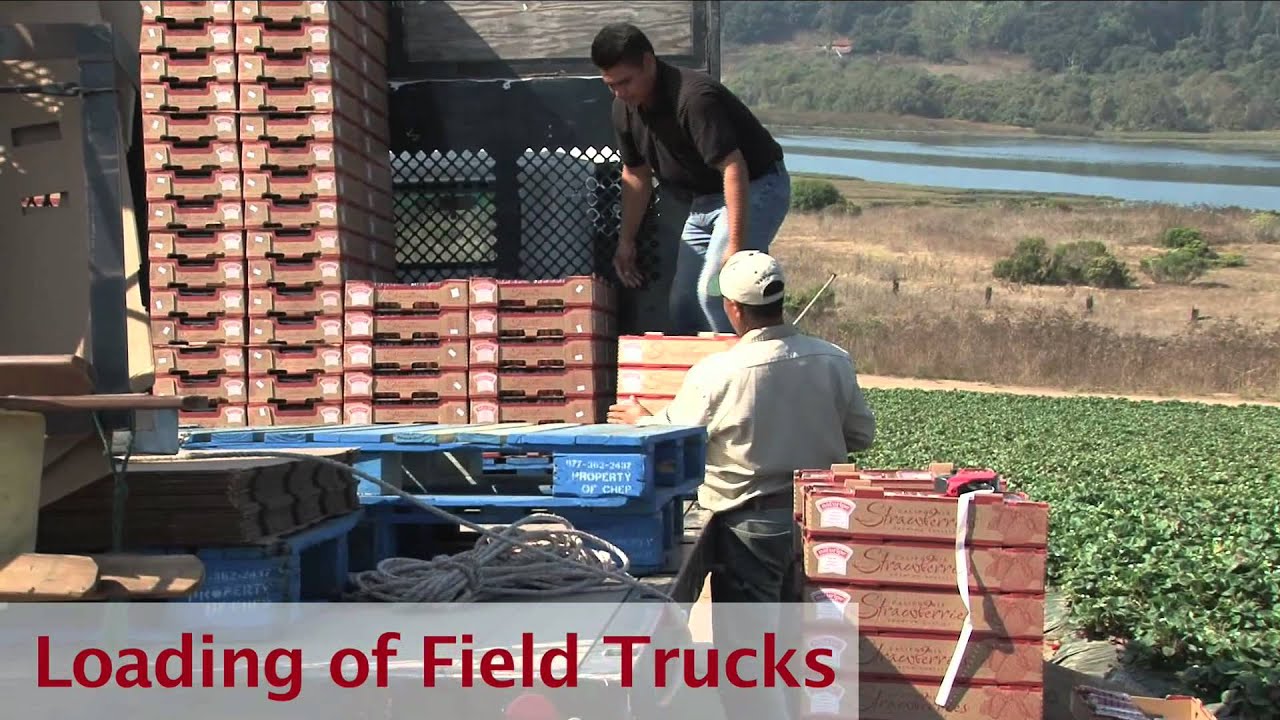 Naturipe - Strawberry Harvesting Process