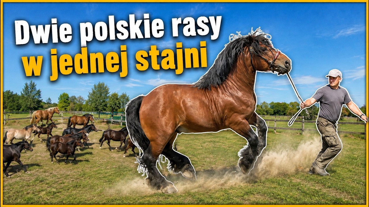 Dwie polskie rasy w jednej stajni &ndash; konie sok&oacute;lskie i śląskie