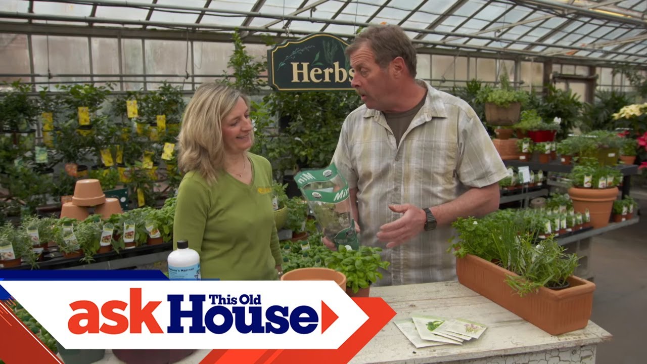 How to Grow Culinary Herbs | Ask This Old House