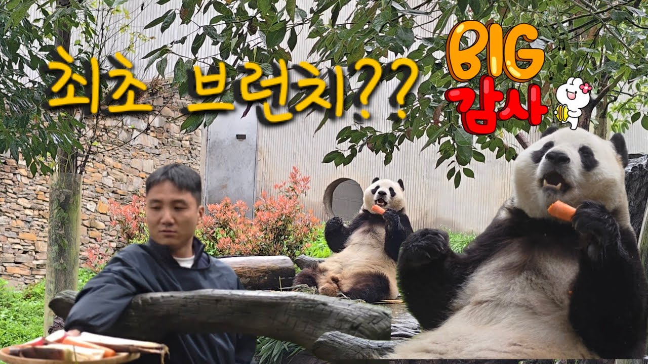 4/13 푸바오실시간 오전(3)최초? 브런치가요?  로또 같은 아점에 신난 푸야♡♡ 정성껏 촬영했습니다^^