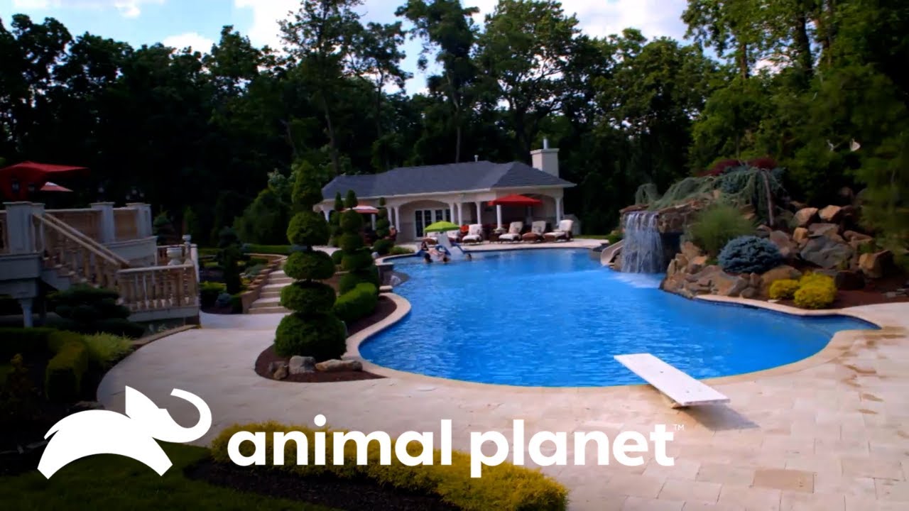 Hogar resort: la piscina que nunca duerme | Piscinas Soñadas | Animal Planet