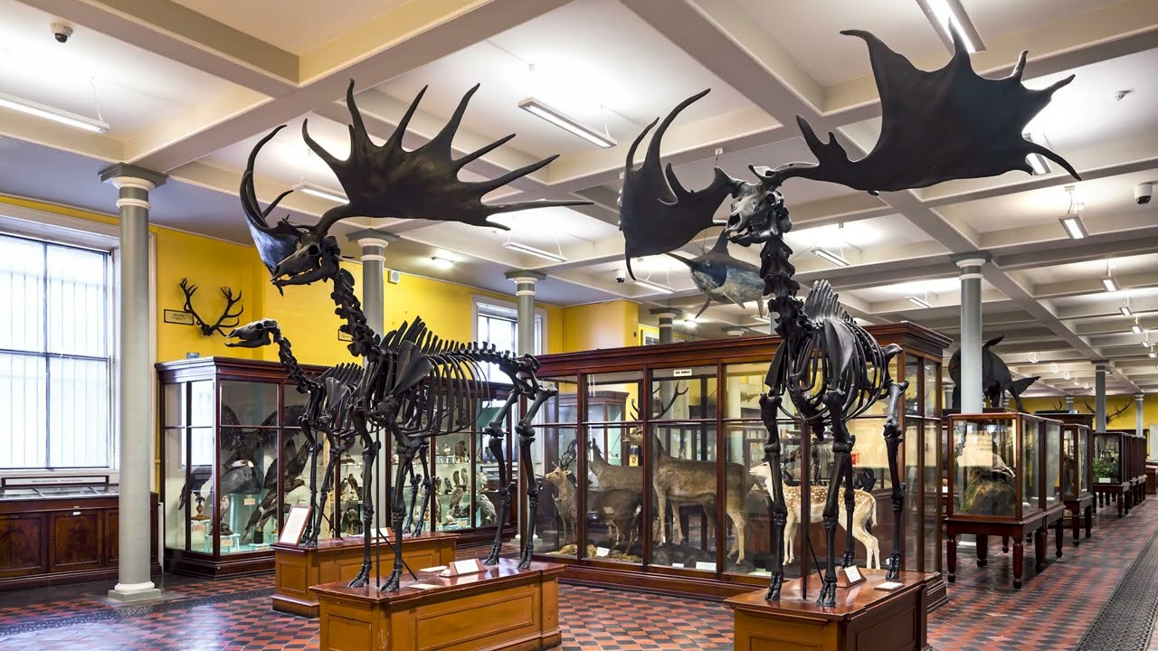 Protecting the skeletons of the Giant Irish Deer