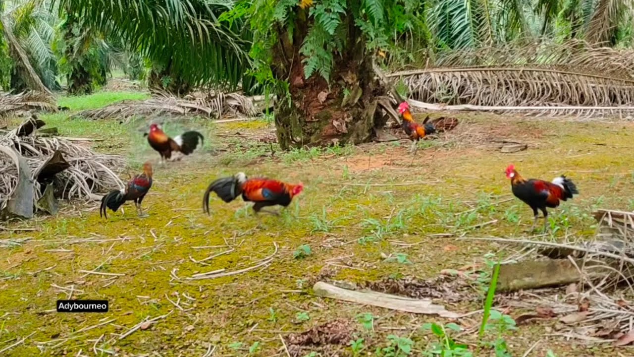 Mikat ayam hutan f1