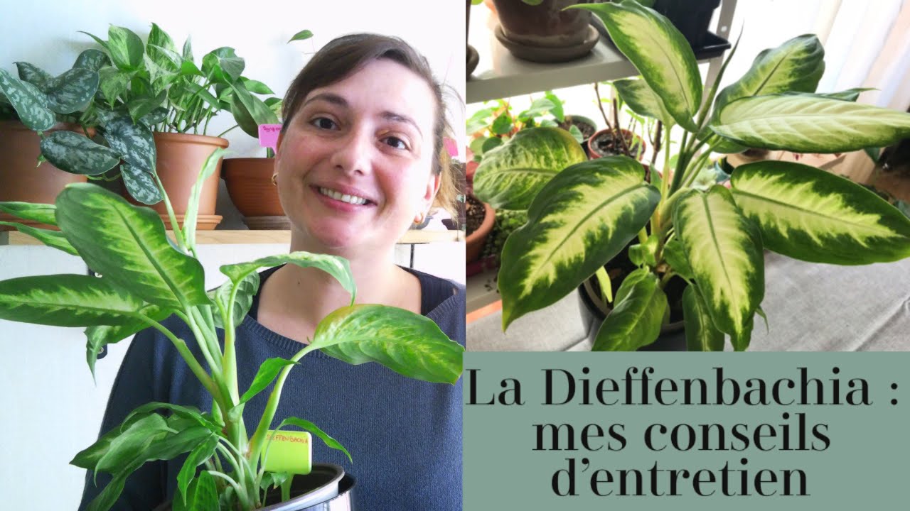 LA DIEFFENBACHIA : MES CONSEILS D'ENTRETIEN - PLANTE NIVEAU DÉBUTANT
