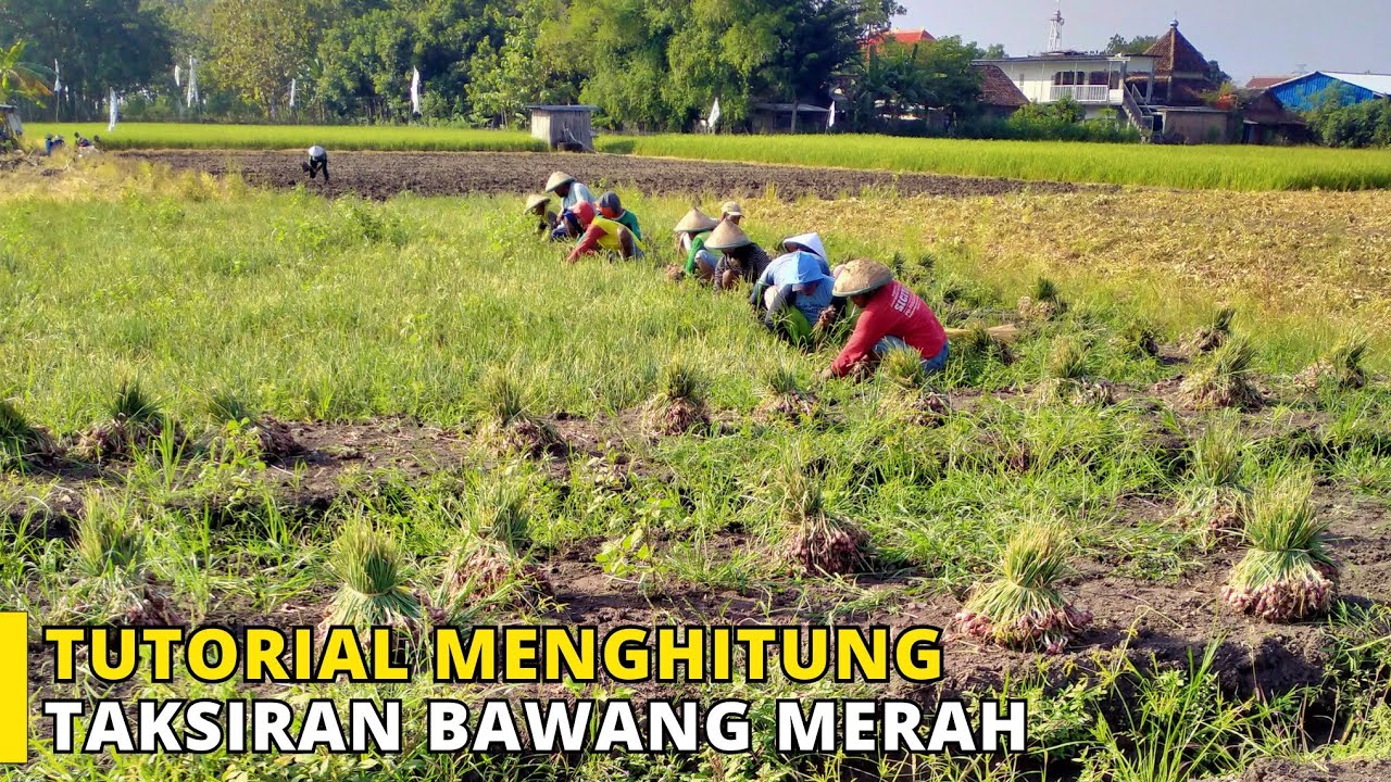 Begini Cara Penebas Membeli Bawang Merah Agar Mendapatkan Untung Besar