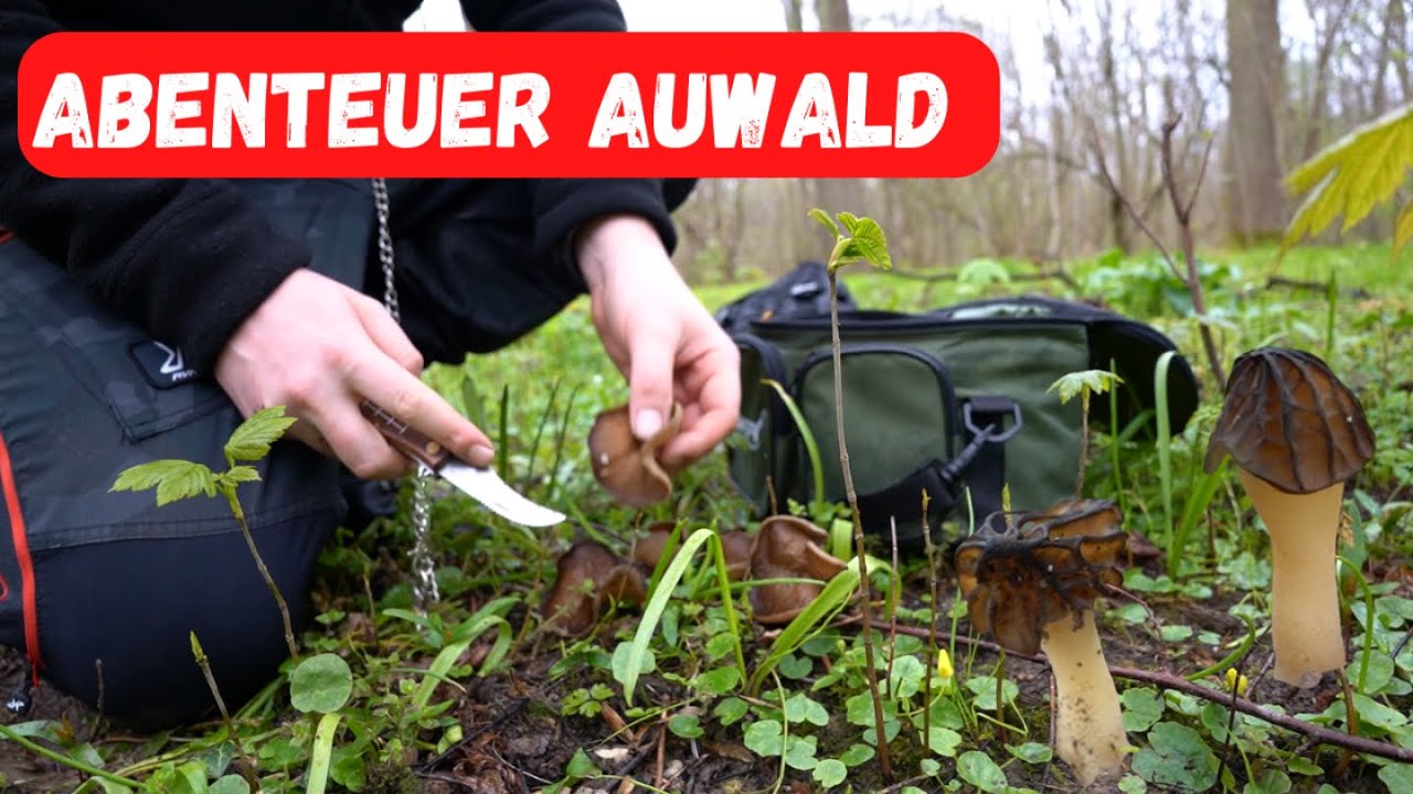 Pilze sammeln im April 🍄 Morcheln & Verpeln zum Saisonstart
