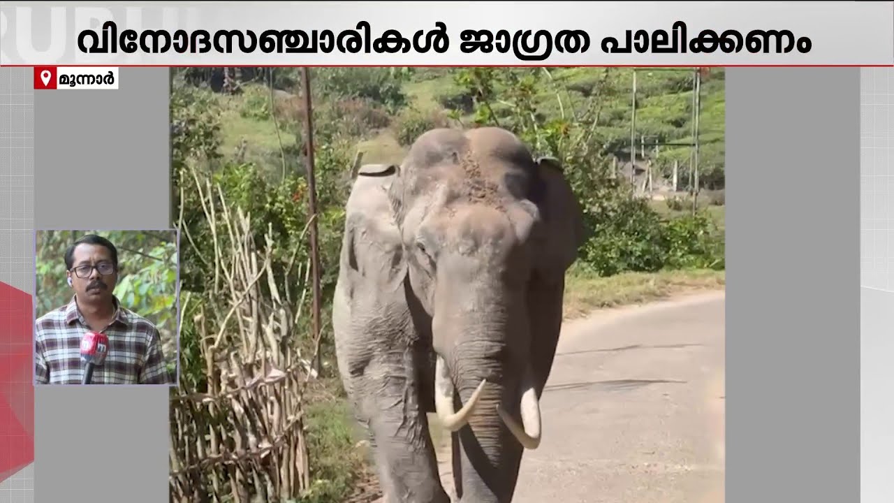 മദപ്പാടുമായി കാട്ടാനകൾ ജനവാസമേഖലയിൽ; വിനോദസഞ്ചാരികൾക്ക് ജാ​ഗ്രതാനിർദേശം | Wild Elephant | Munnar